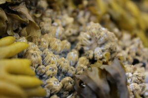 Photo of barnacles and seaweed in a rockpool